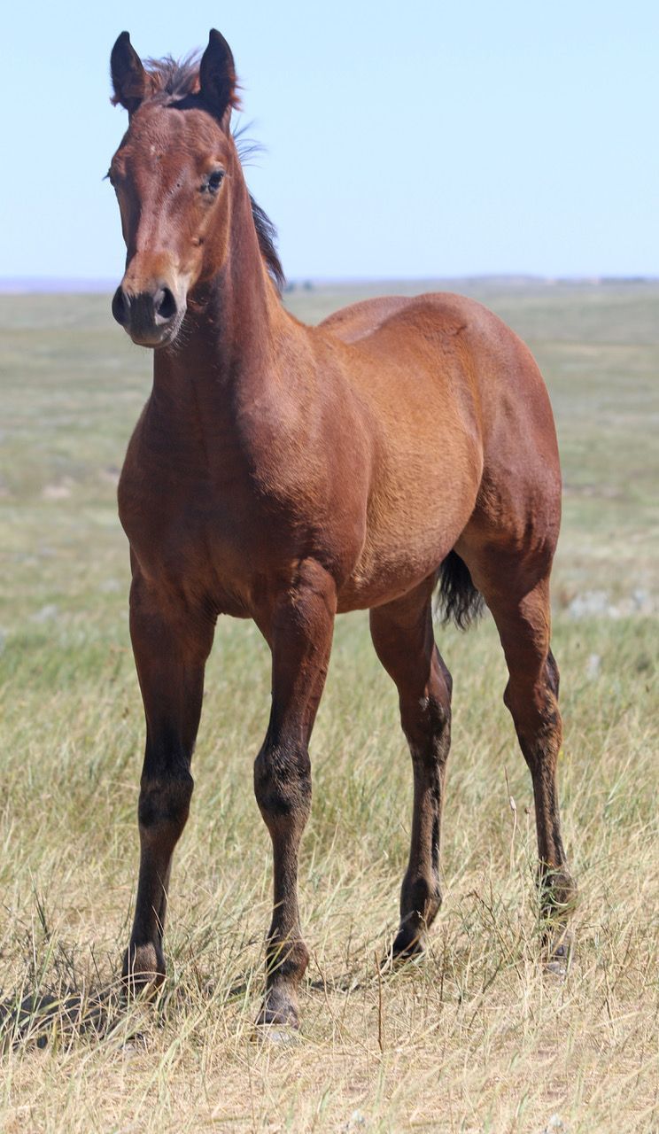 030 - Miss Blueprint Marie filly